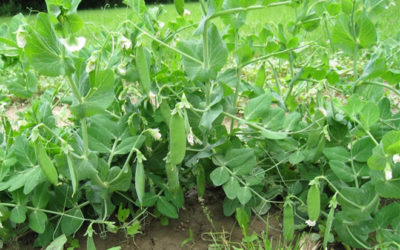 Técnicas para la nutrición de las plantas en agricultura ecológica