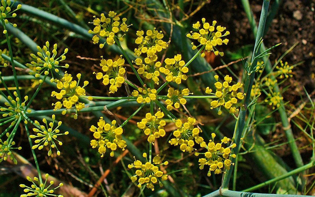 El Hinojo (FOENICULUM VULGARE) como planta reservórea de insectos beneficiosos